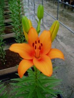 [1611 Hetaklion No01.JPG]